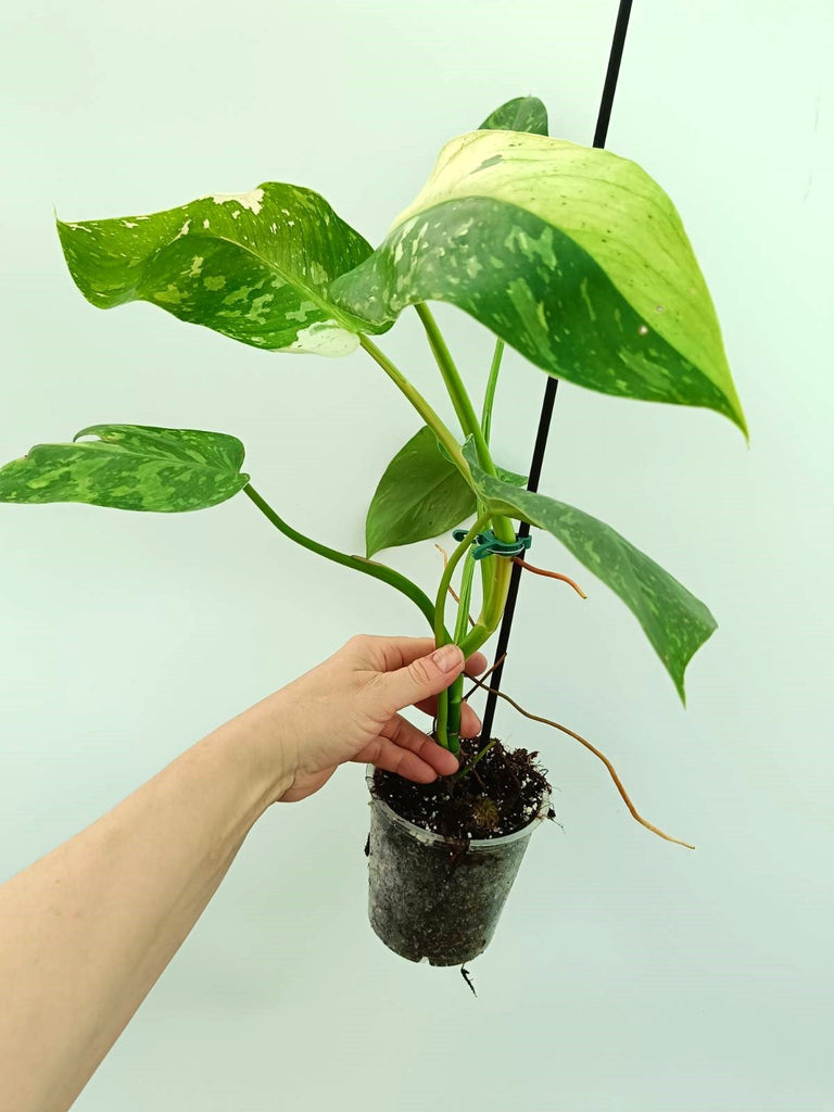 Philodendron jose buono variegata