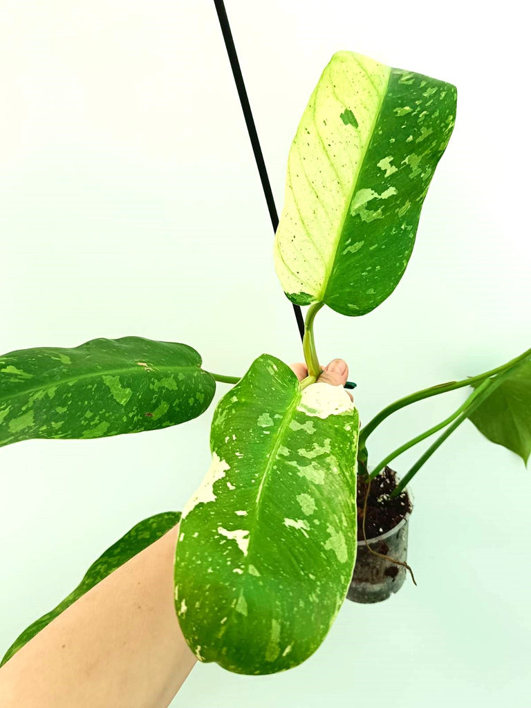 Philodendron jose buono variegata