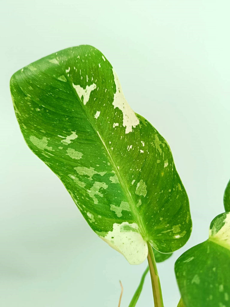 Philodendron jose buono variegata