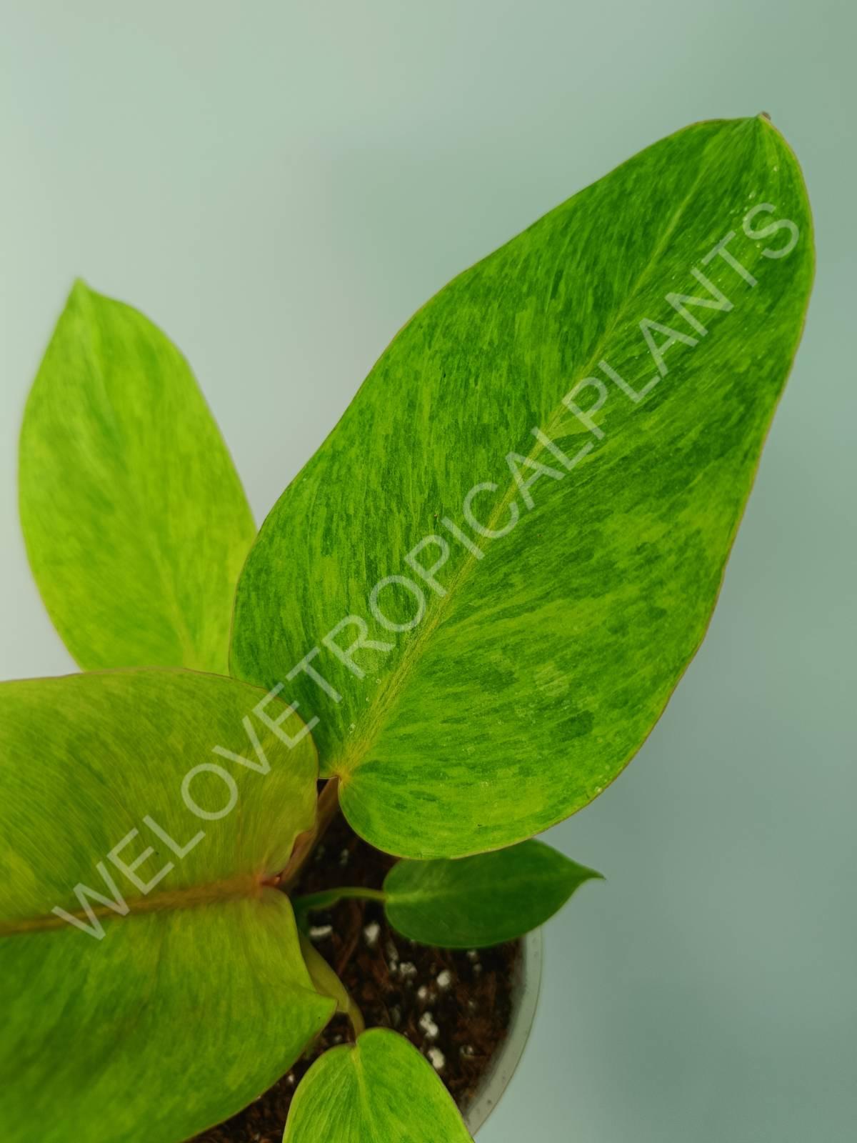 philodendron jungle fever scientific name Philodendron jungle fever (young plant)