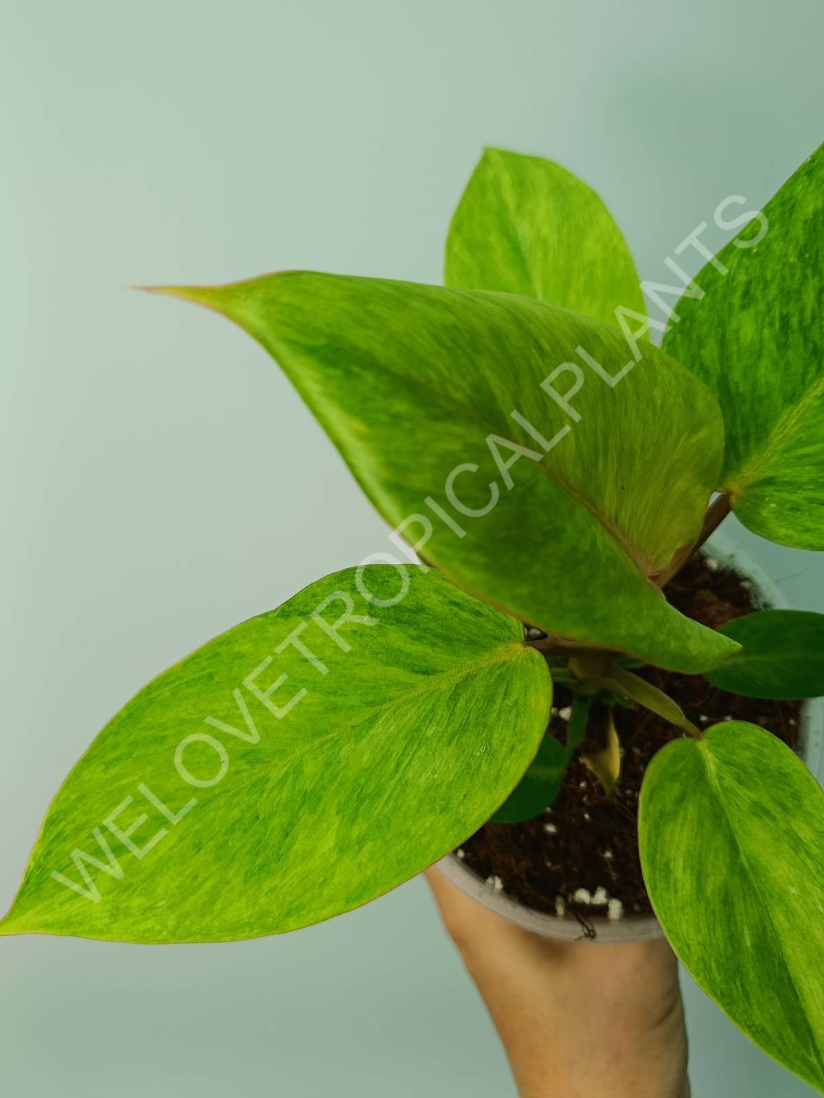 jungle fan philodendron Philodendron jungle fever (young plant)