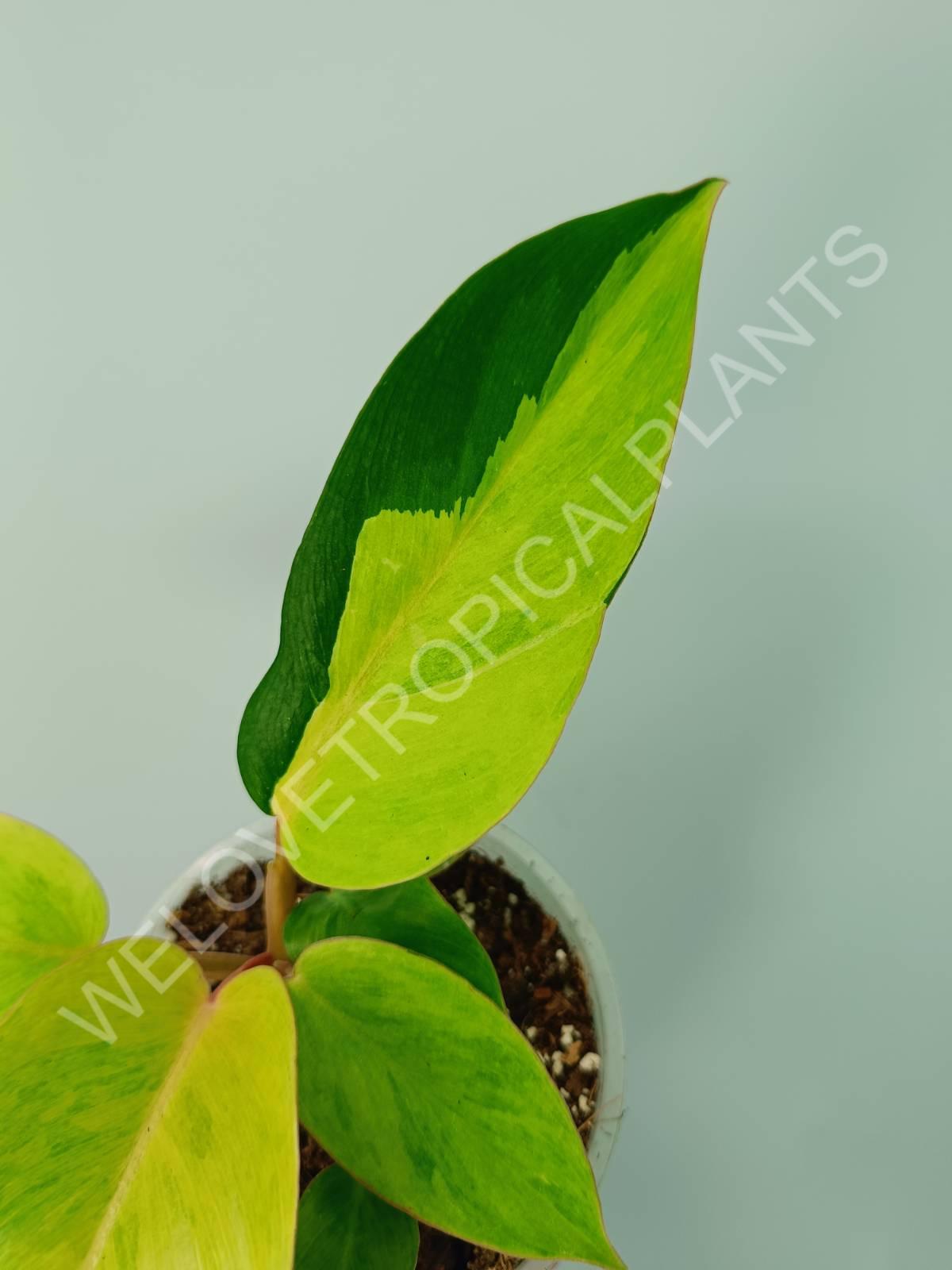 philodendron jungle fever care Philodendron jungle fever (young plant)