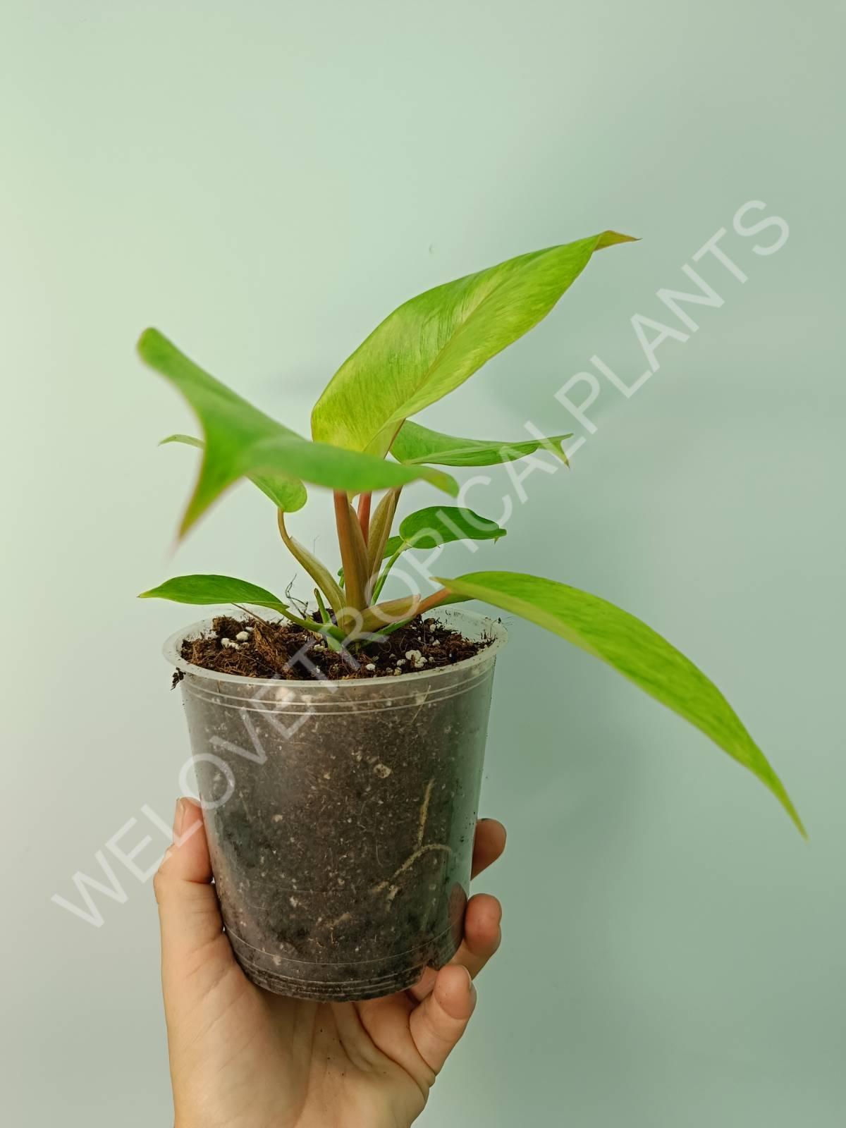 jungle philodendron Philodendron jungle fever (young plant)