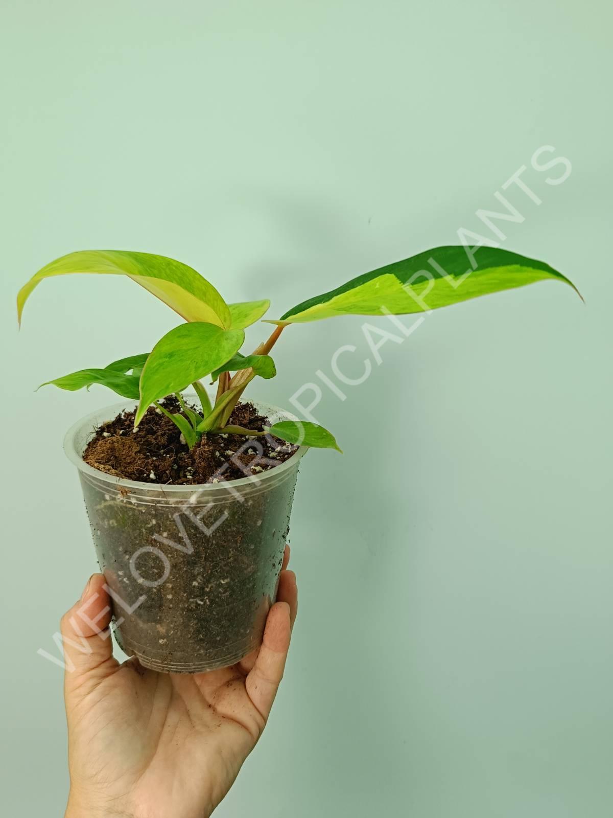 philodendron seedling Philodendron jungle fever (young plant)