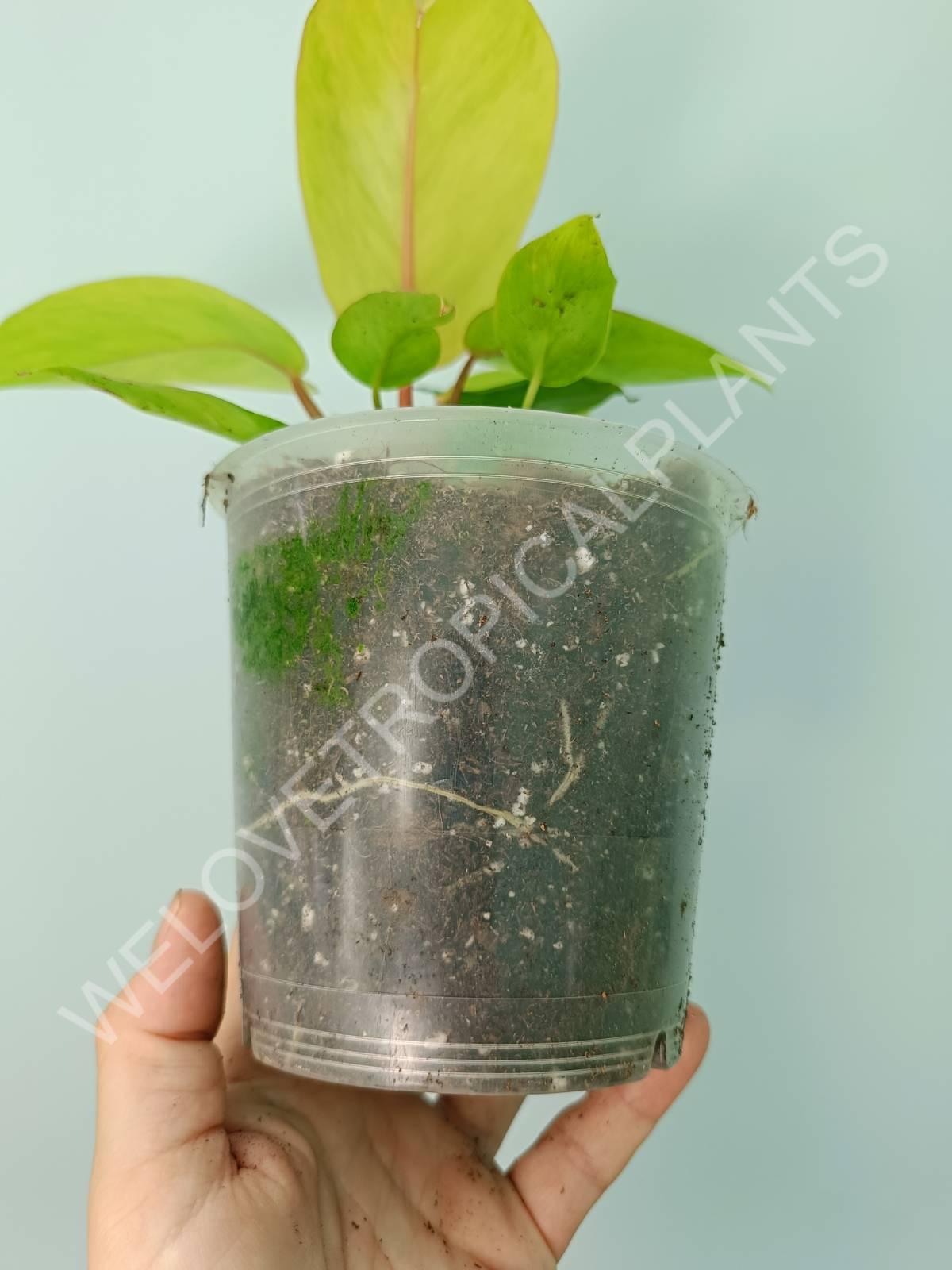 philodendron fever dreams Philodendron jungle fever (young plant)