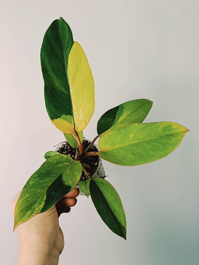 Philodendron jungle fever variegata