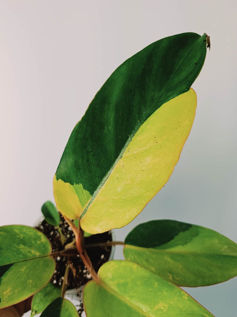 Philodendron jungle fever variegata