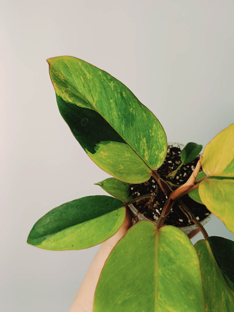 Philodendron jungle fever variegata