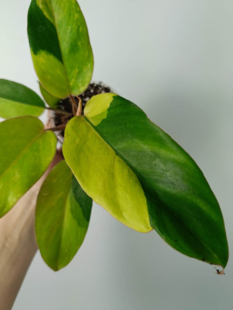 Philodendron jungle fever variegata