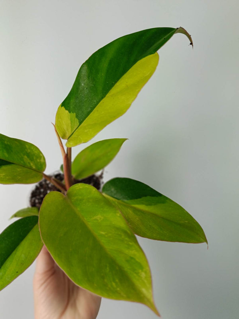 Philodendron jungle fever variegata