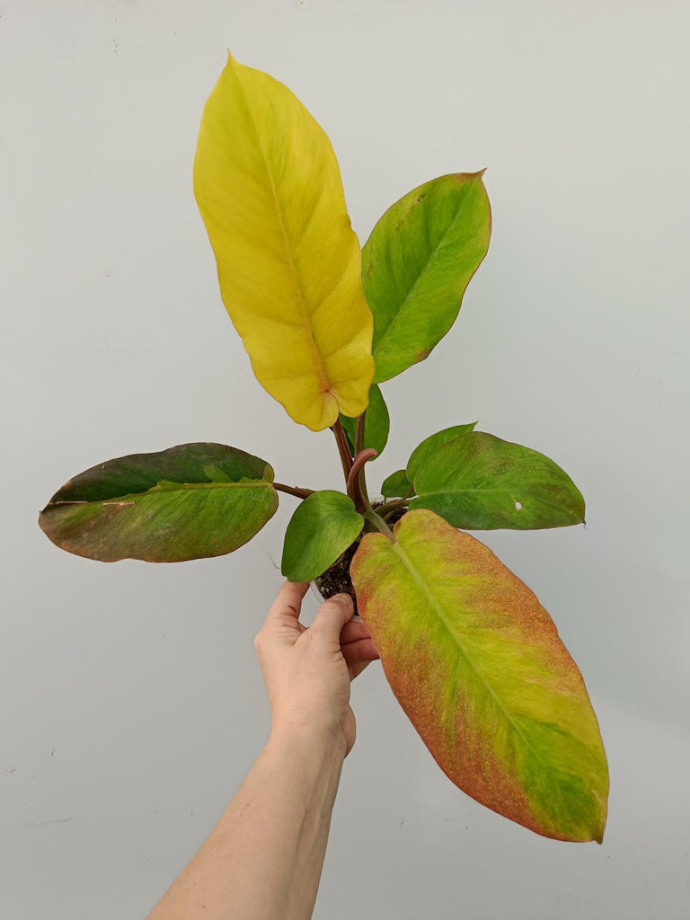 Philodendron jungle fever variegata