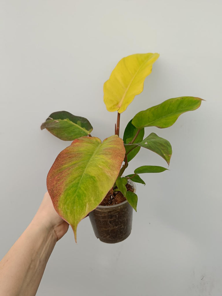 Philodendron jungle fever variegata