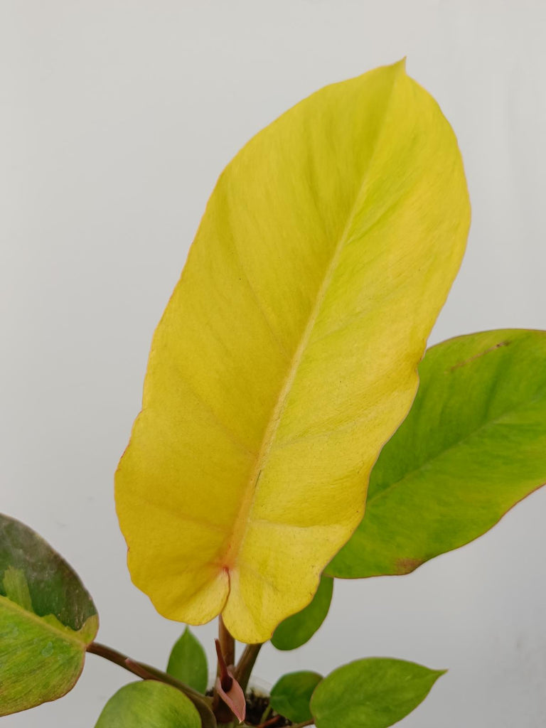 Philodendron jungle fever variegata