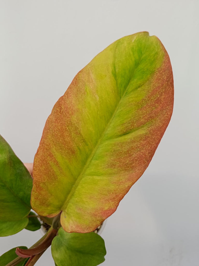 Philodendron jungle fever variegata