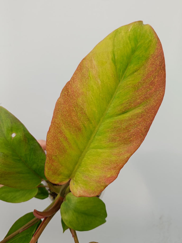 Philodendron jungle fever variegata