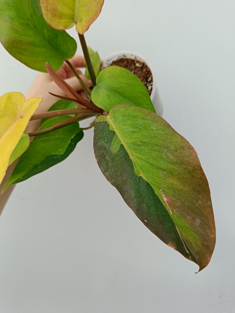 Philodendron jungle fever variegata