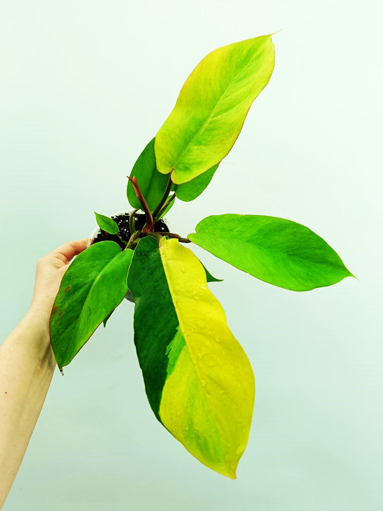 Philodendron jungle fever variegata