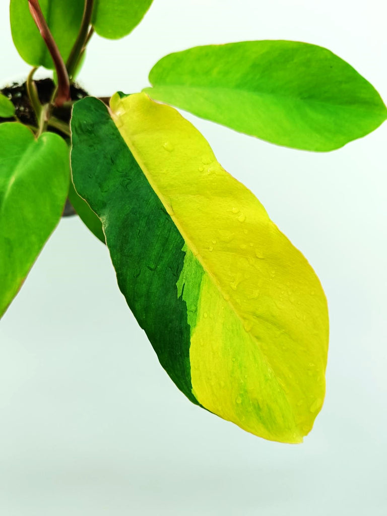 Philodendron jungle fever variegata