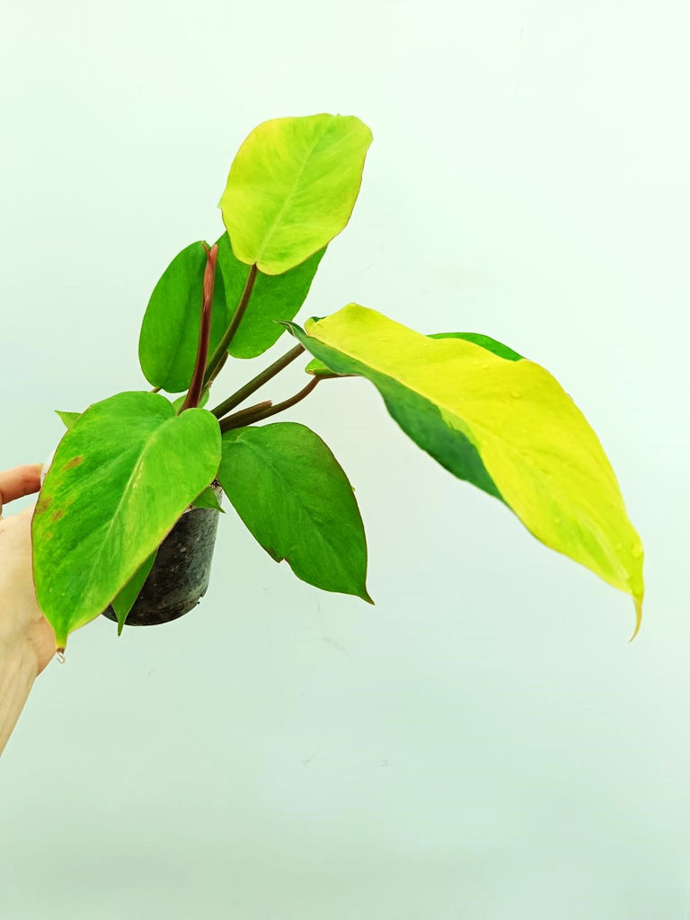 Philodendron jungle fever variegata