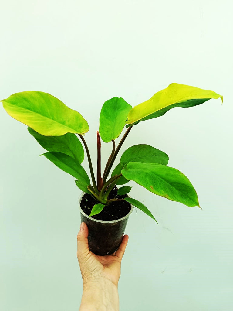 Philodendron jungle fever variegata