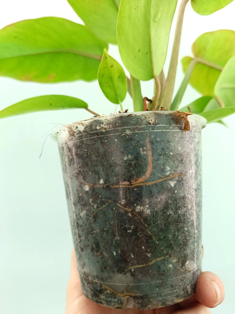 Philodendron jungle fever variegata