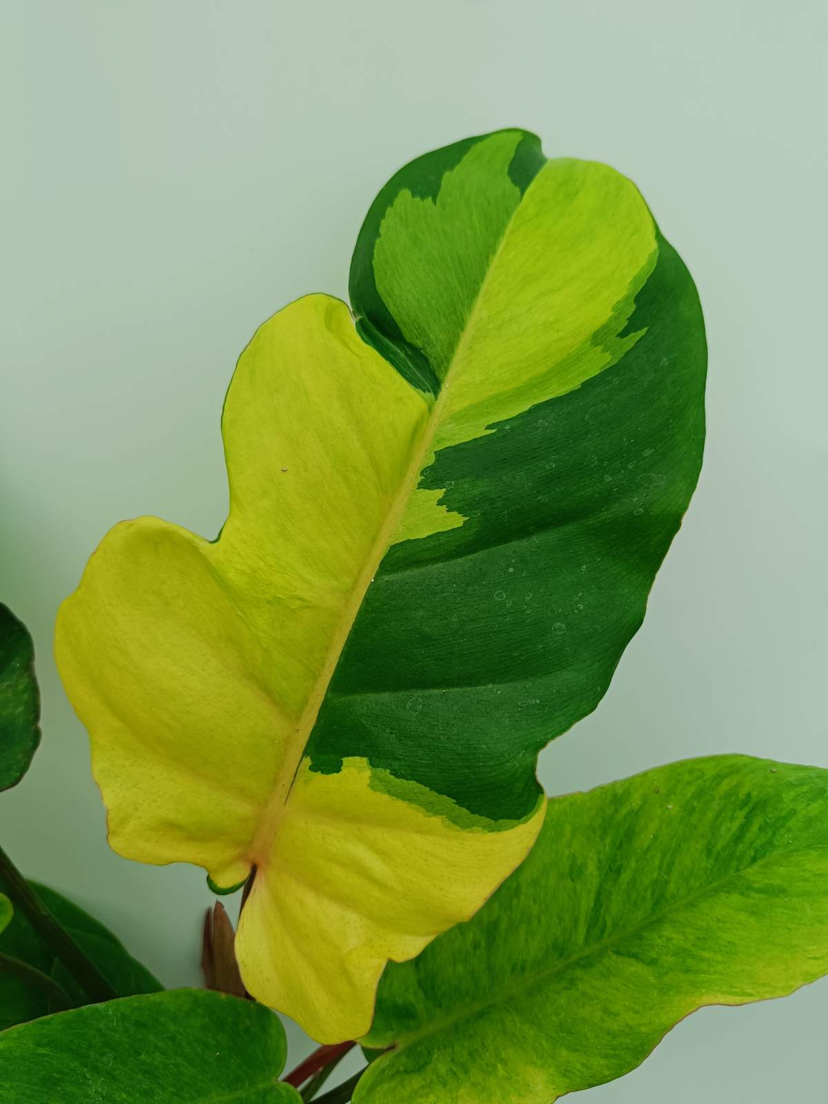 jungle fan philodendron Philodendron Jungle Fever Variegata