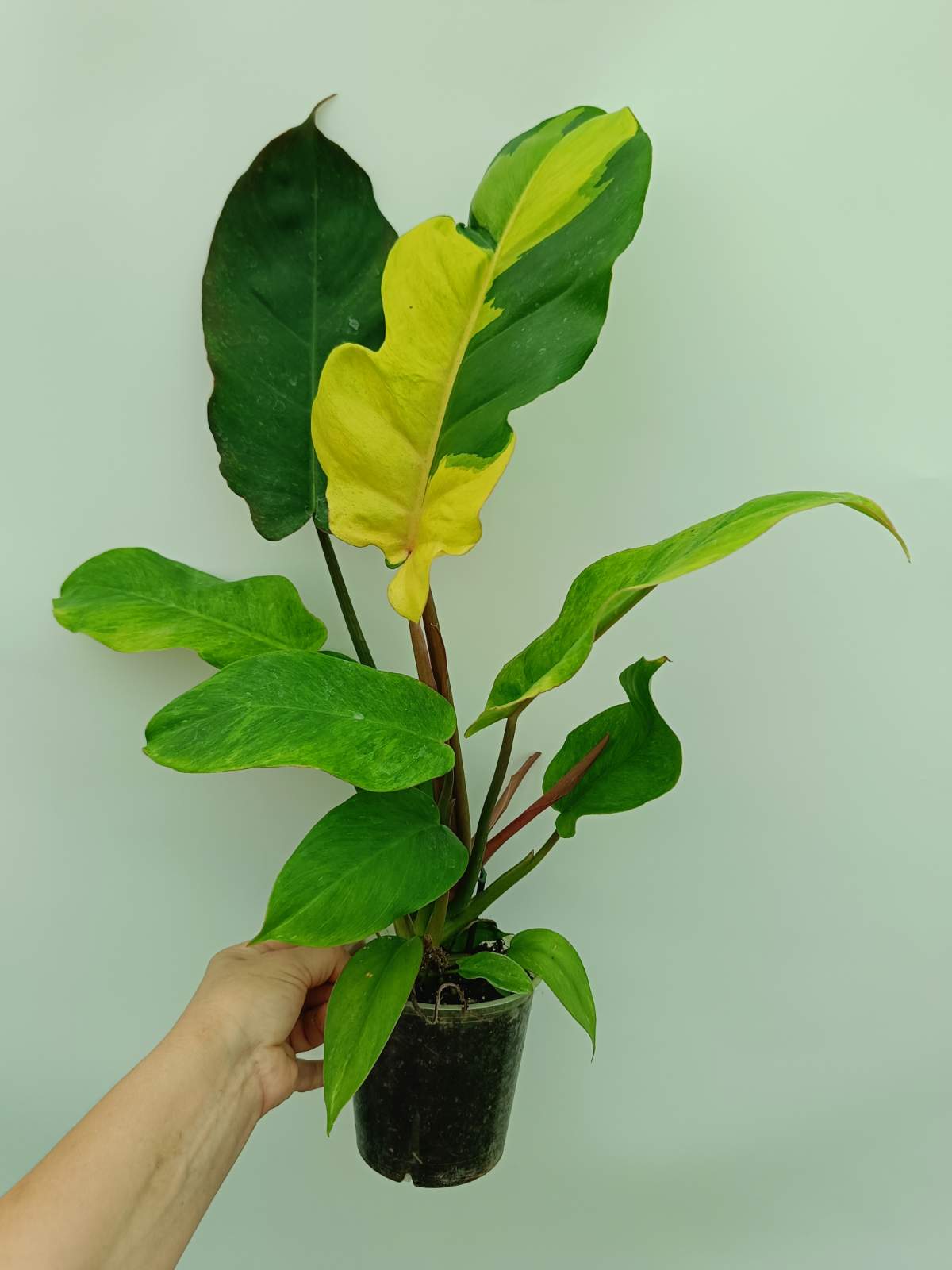 philodendron fever dreams Philodendron Jungle Fever Variegata
