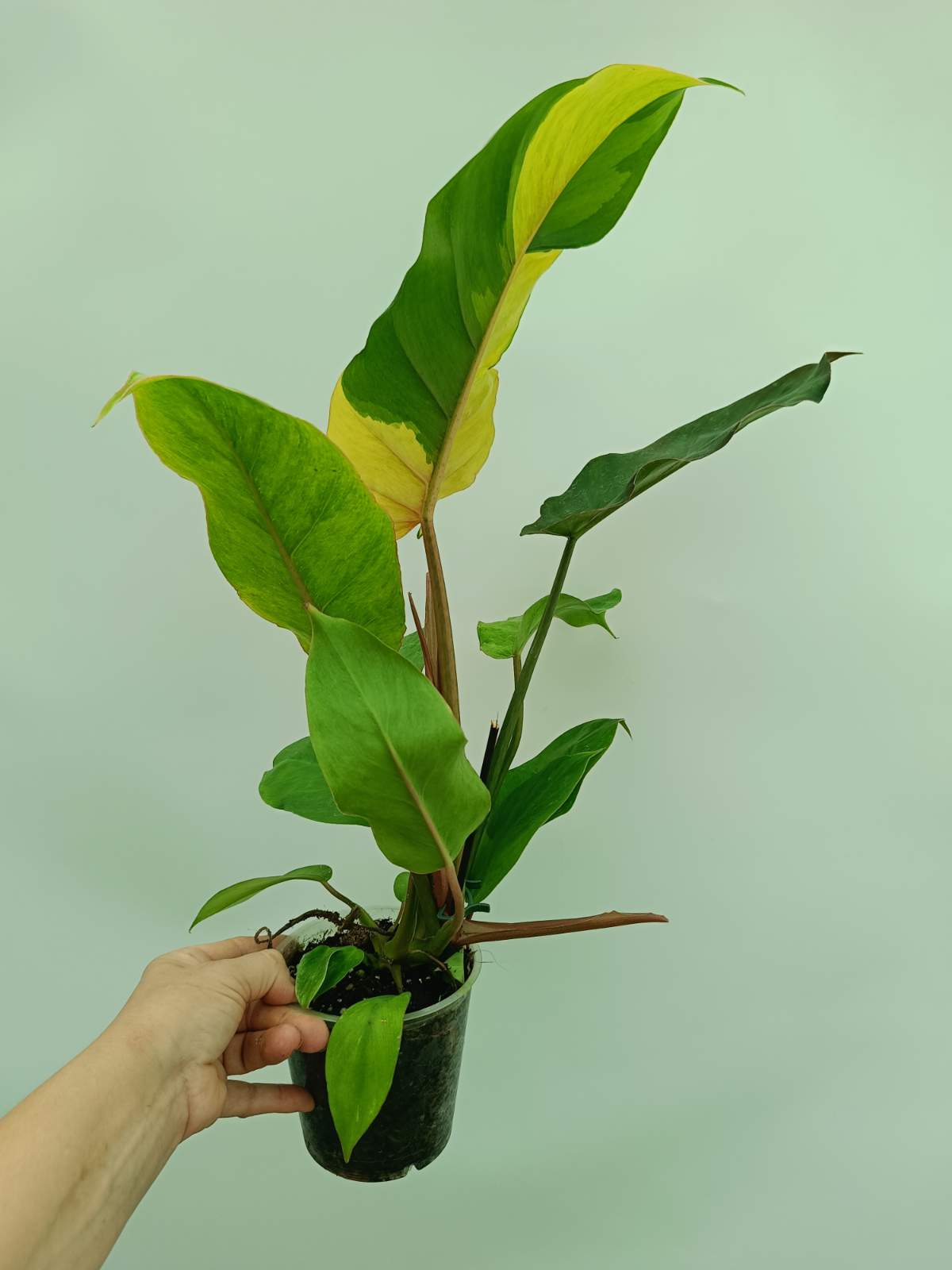 philodendron jungle fever price Philodendron Jungle Fever Variegata