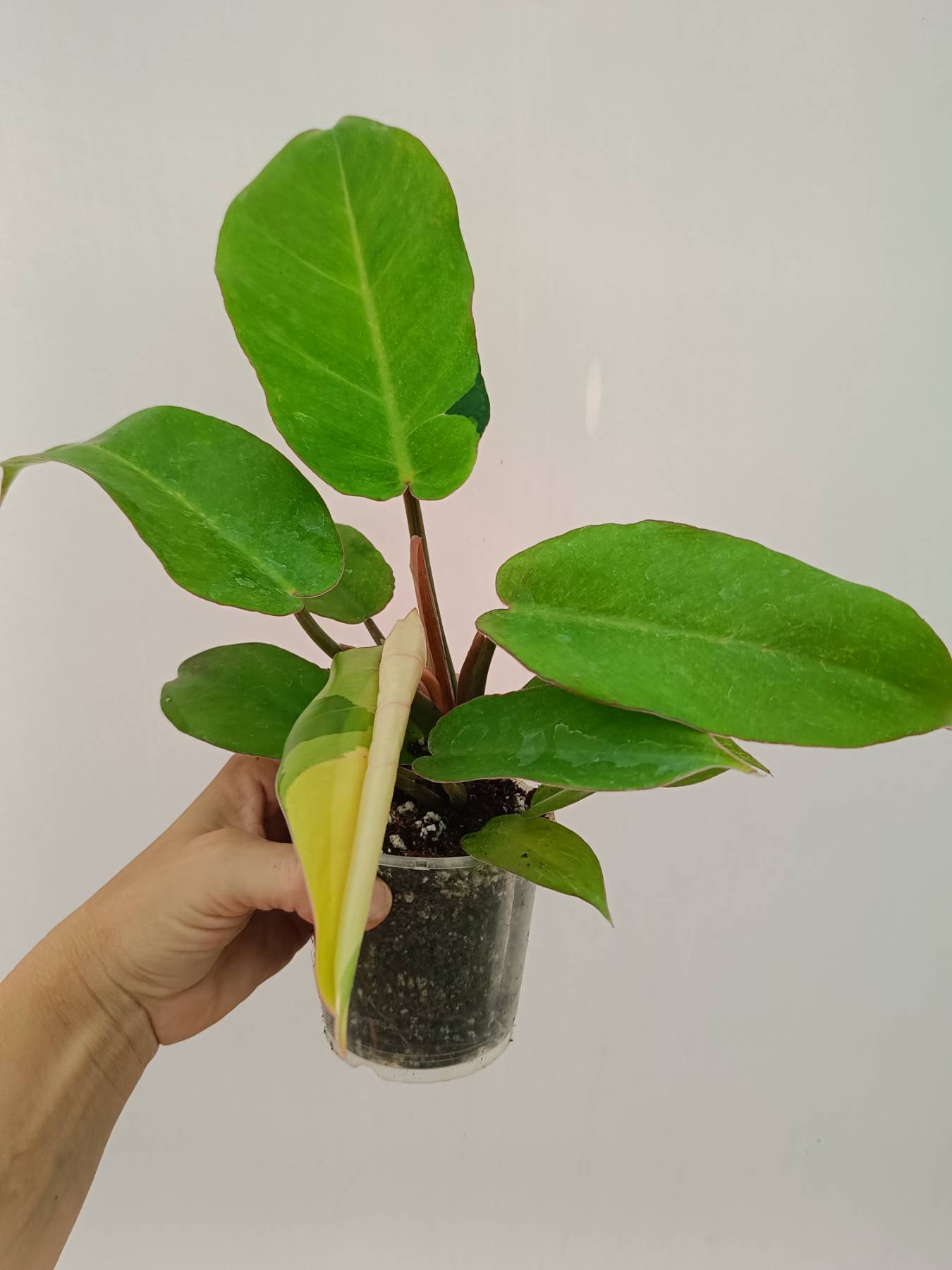 Philodendron jungle fever variegata