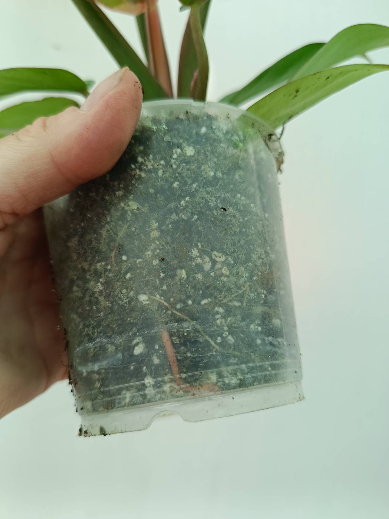 Philodendron jungle fever variegata