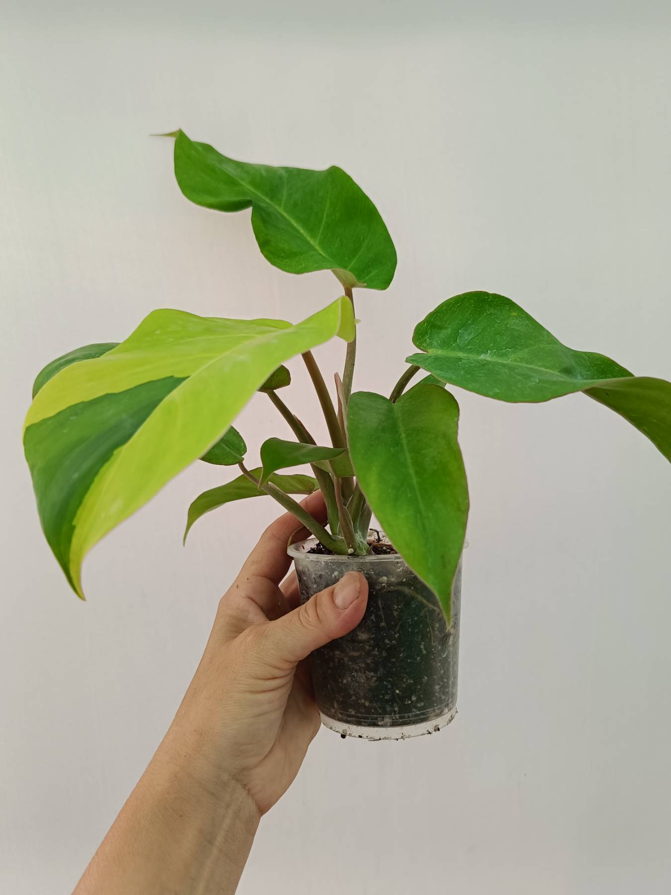 Philodendron Jungle Fever Variegata