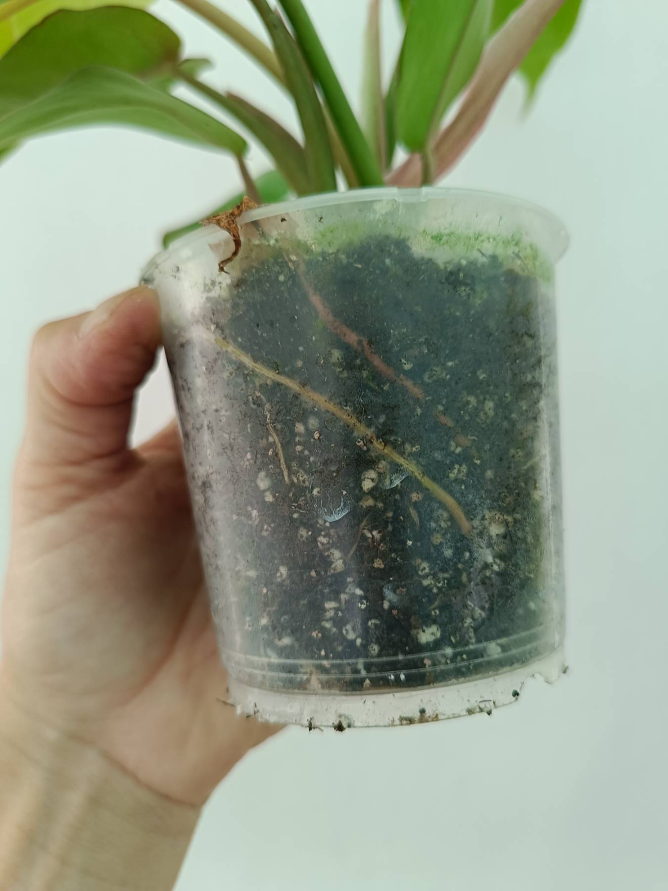 Philodendron Jungle Fever Variegata