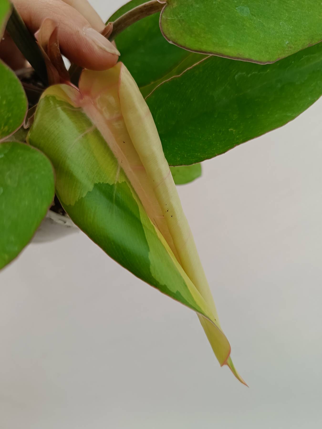 Philodendron jungle fever variegata