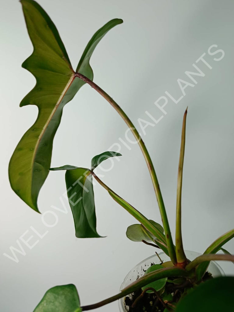 Philodendron longilobatum lelano miyano