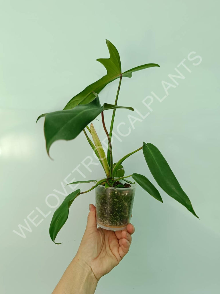 Philodendron longilobatum lelano miyano