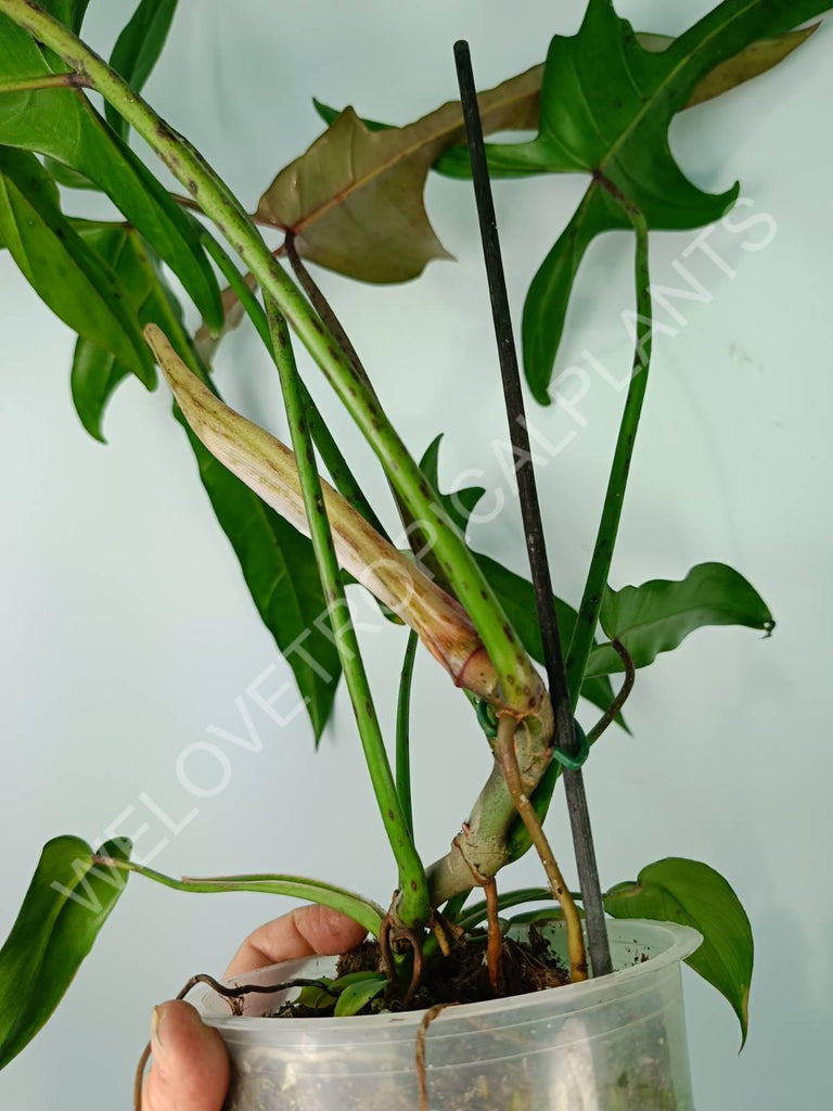 Philodendron longilobatum lelano miyano XL