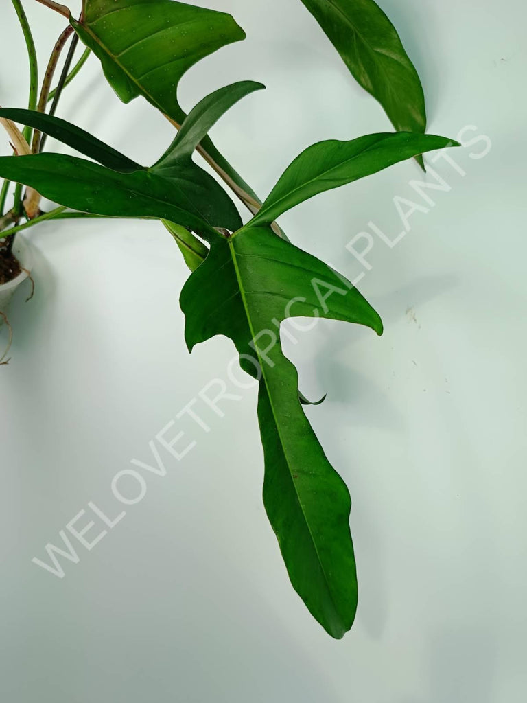 Philodendron longilobatum lelano miyano XL