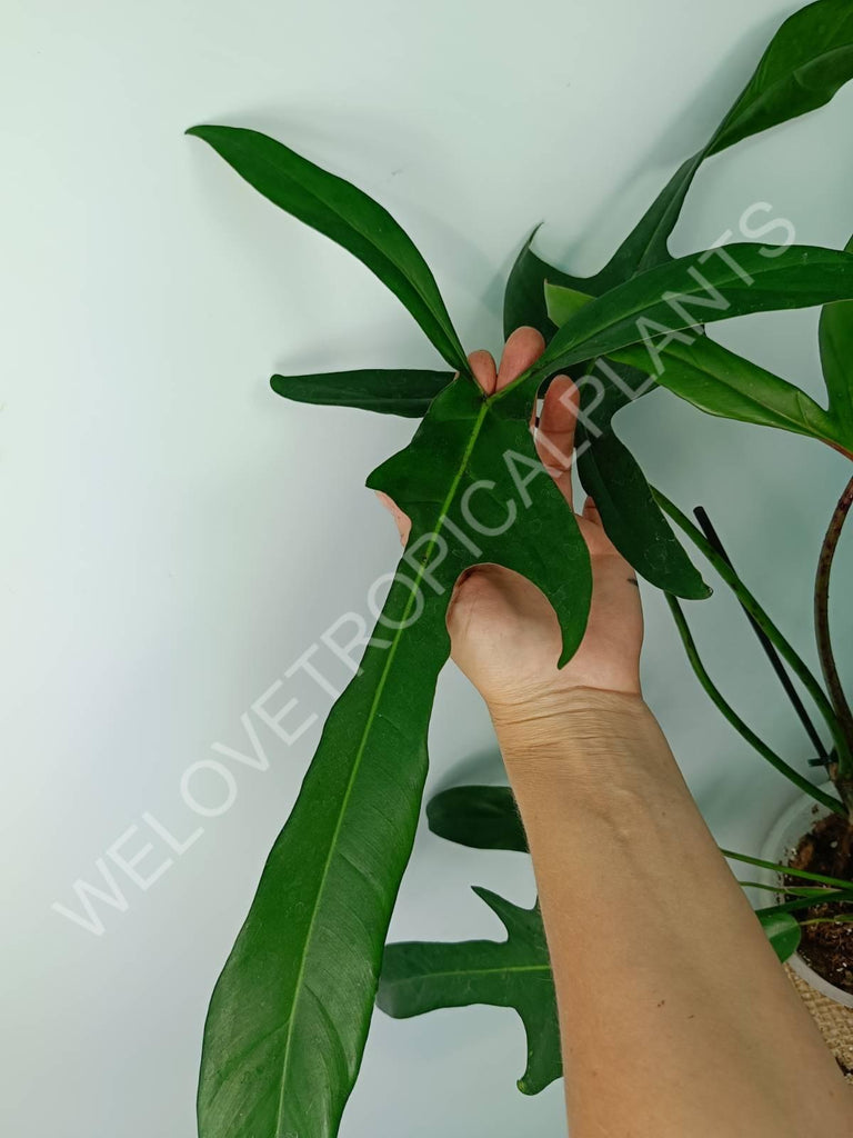 Philodendron longilobatum lelano miyano XL