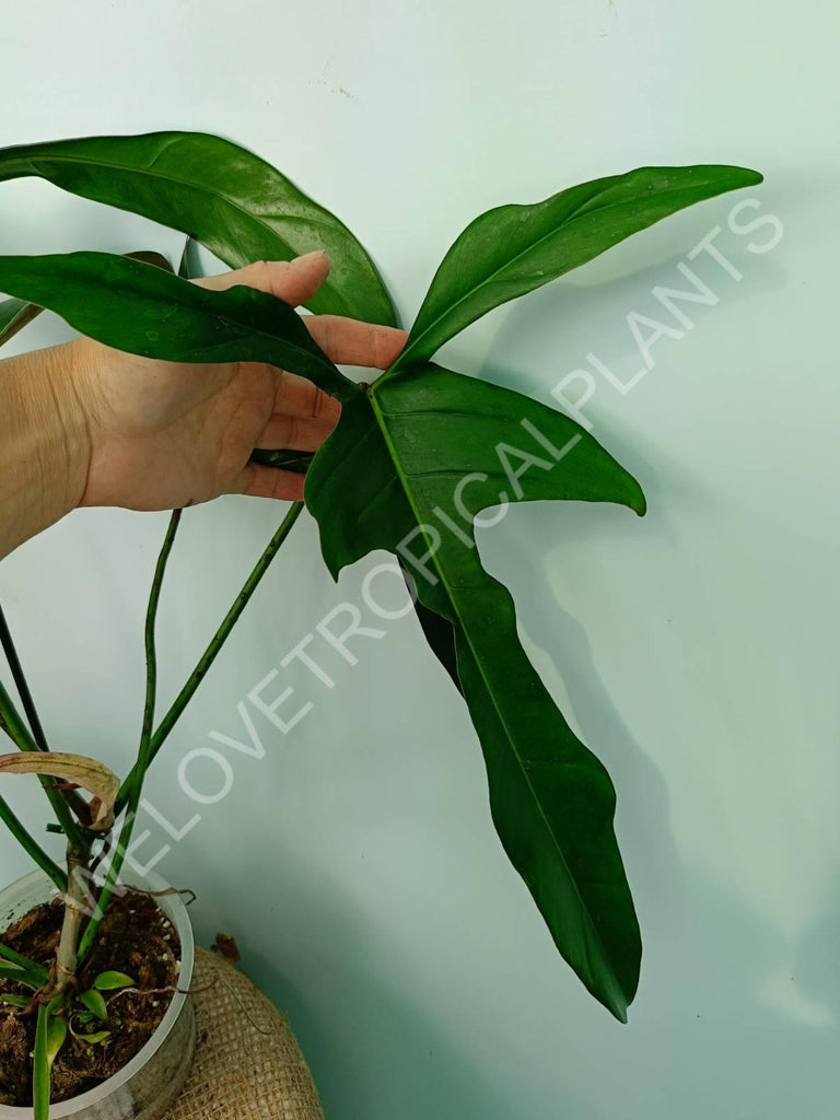 Philodendron longilobatum lelano miyano XL