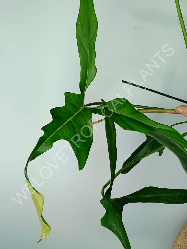 Philodendron longilobatum lelano miyano XL