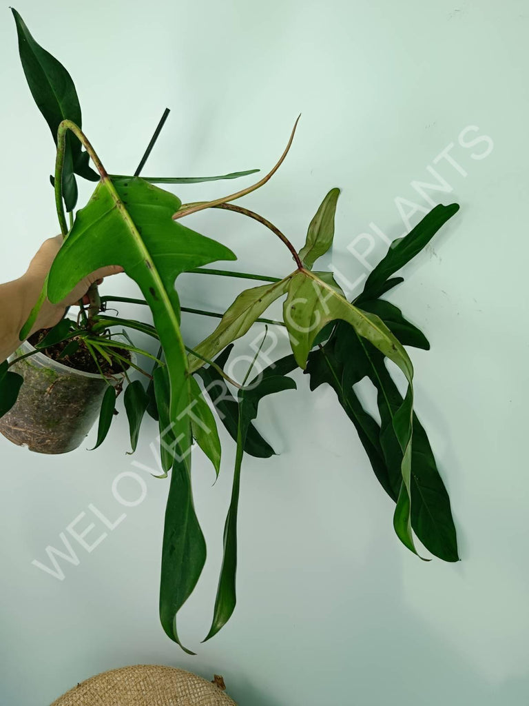 Philodendron longilobatum lelano miyano XL