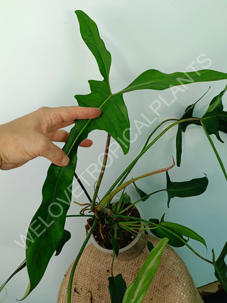 Philodendron longilobatum lelano miyano XL