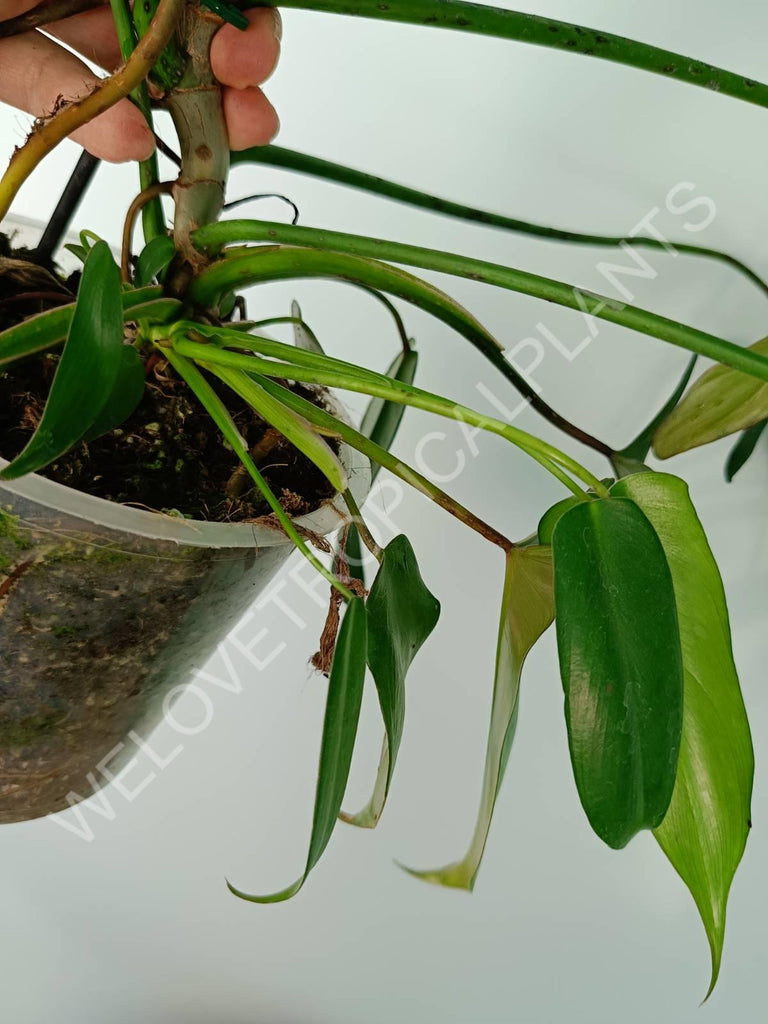 Philodendron longilobatum lelano miyano XL