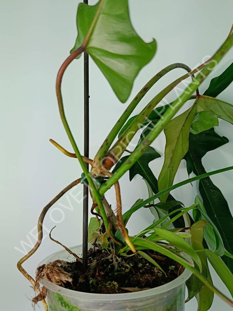 Philodendron longilobatum lelano miyano XL