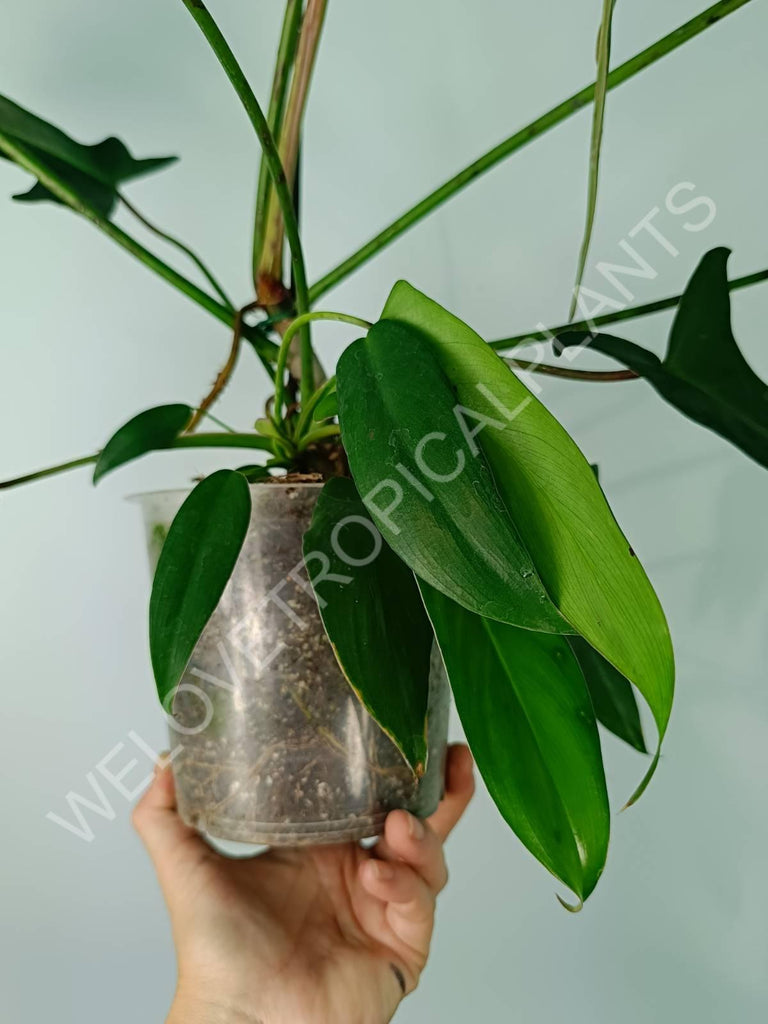 Philodendron longilobatum lelano miyano XL