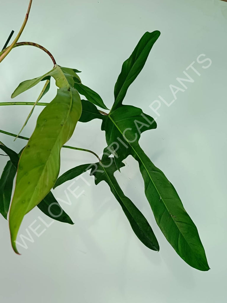 Philodendron longilobatum lelano miyano XL