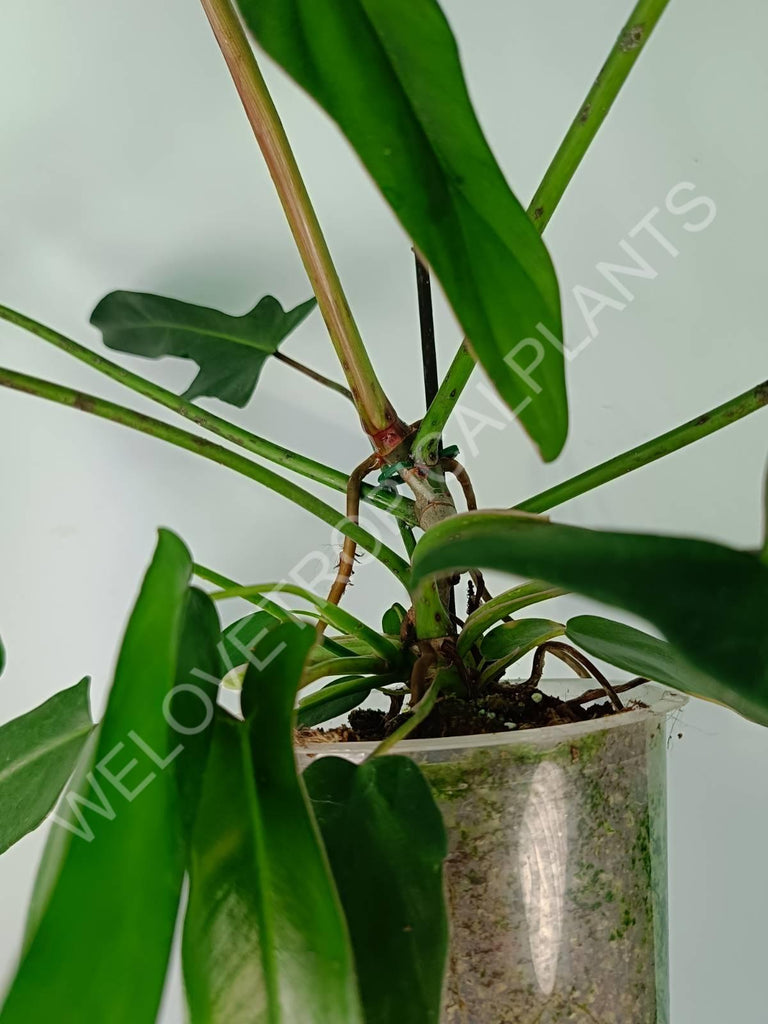 Philodendron longilobatum lelano miyano XL