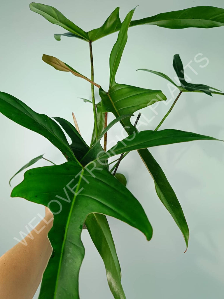 Philodendron longilobatum lelano miyano XL