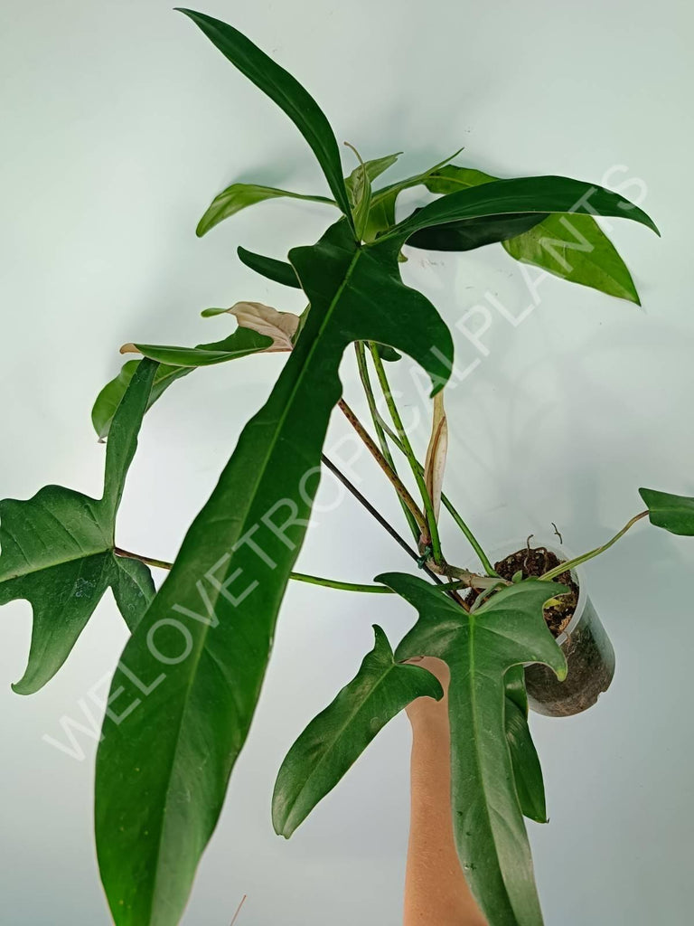 Philodendron longilobatum lelano miyano XL