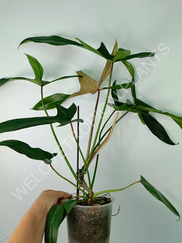 Philodendron longilobatum lelano miyano XL